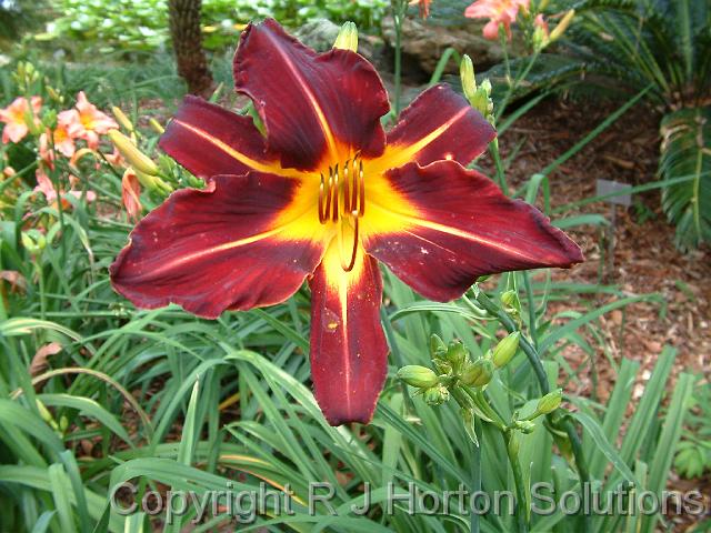 Daylily red